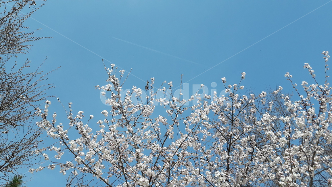plant,식물,벗꽃,cherryblossoms,하늘벗꽃