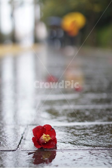 꽃,동백꽃,동백,제주도,비오는날,식물,자연,plants,nature,꽃,flower,비,비오는날,rain,rainy