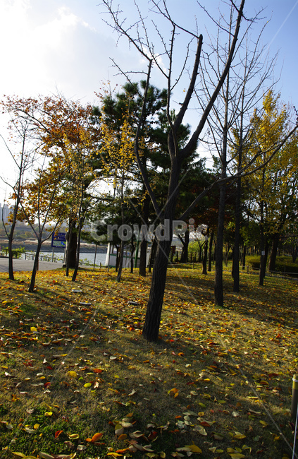 autumn,가을,나무,단풍,식물,길,가을,계절,fall,autumn,season,자연,풍경,nature,landscape,tree,plant,tree trunk,나무 줄기,ground,바닥