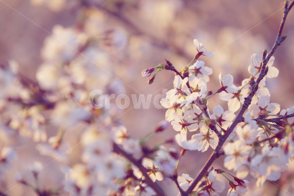 봄,벚꽃,꽃,분홍,spring,sakura,pink,cherryblossom,flower,봄,계절,spring,season,식물,자연,plants,nature,꽃,flower,감성,sensible,feeling,plant