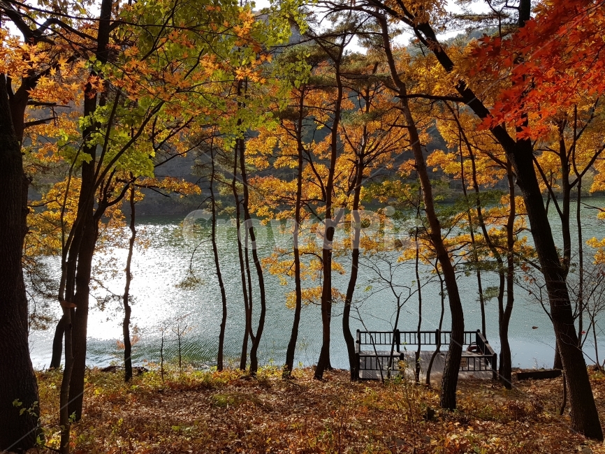 가을,가을풍경,단풍,단풍나무,공원,빨간색,빨강,강,호수,가을,계절,fall,autumn,season,자연,풍경,nature,landscape,한국자연풍경,한국자연경관,korea nature landscape,식물,plants,나무,trees,wood,tree,plant,tree trunk,나무 줄기,water,물,outdoors,옥외,land,땅