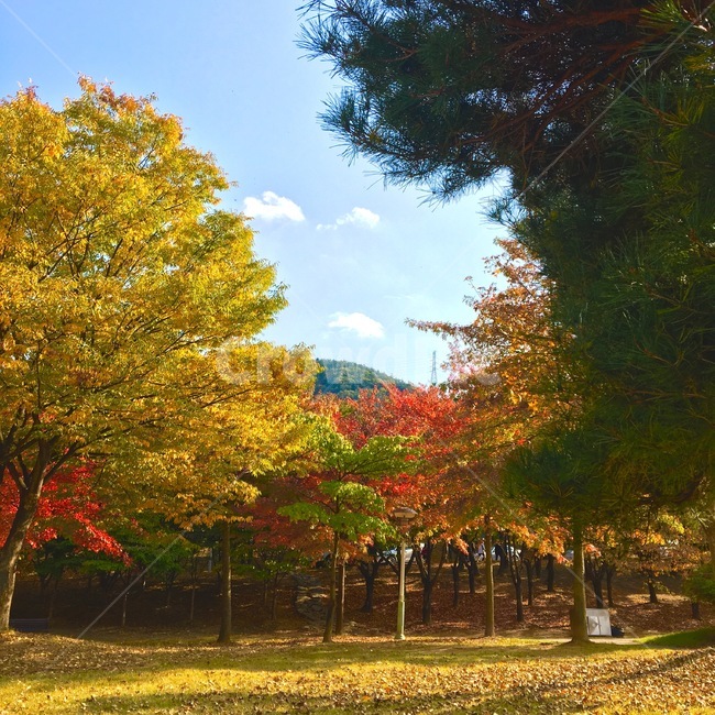 가을,단풍,산,숲,autumn,maple,forest,fall,계절,season,picnic