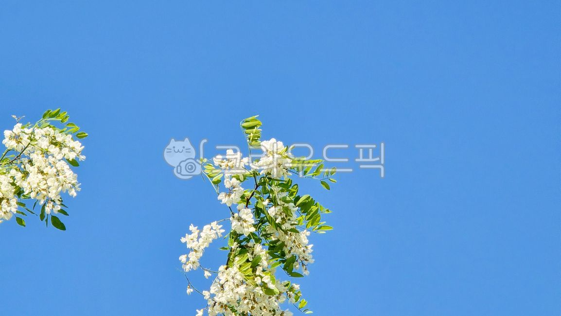 sky,white flower,blank space,leaf,branch,two,flower,cloud,blue,two flowers,Acacia,acacia,stem
