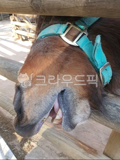 animal,동물,말,horse,mammal,포유류,이빨,주둥이
