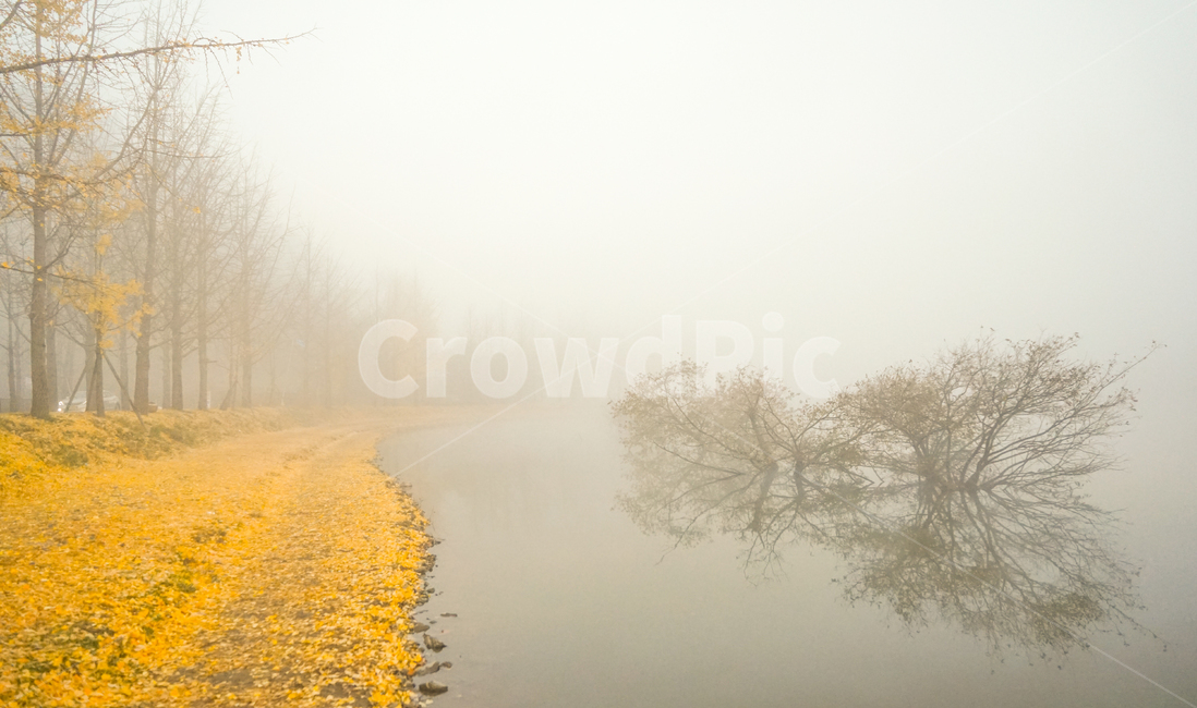 가을,호수,낙엽,은행나무,단풍,안개,길,수변,가을,계절,fall,autumn,season,자연,풍경,nature,landscape,weather,날씨,outdoors,옥외
