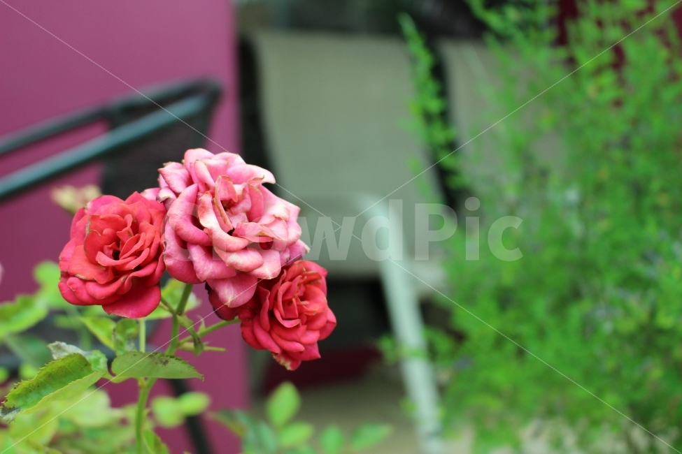 성북동,꽃,산책,동네,꽃집,식물,자연,plants,nature,꽃,flower