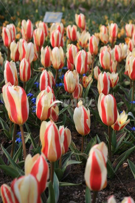 꽃,정원,튤립축제,식물,꽃밭,튤립,줄무늬튤립,flower,garden,tulip,cutetulip,식물,자연,plants,nature,꽃,flower