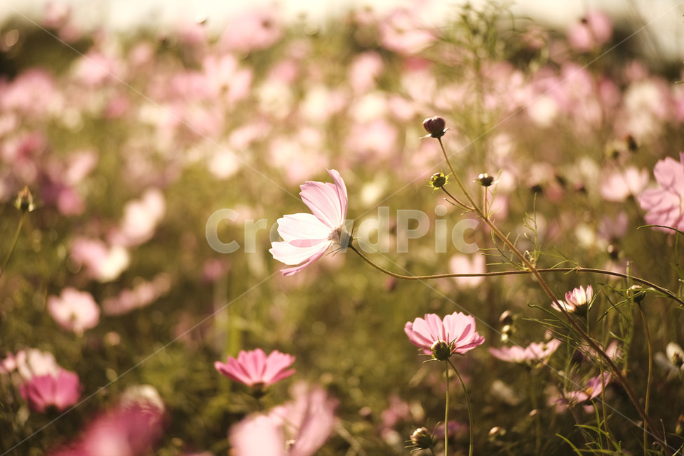 꽃,코스모스,핑크,자연,flower,cosmos,pink,nature,가을,계절,fall,autumn,season,식물,자연,plants,nature,꽃,flower,감성,sensible,feeling,blossom,petal,꽃잎,plant