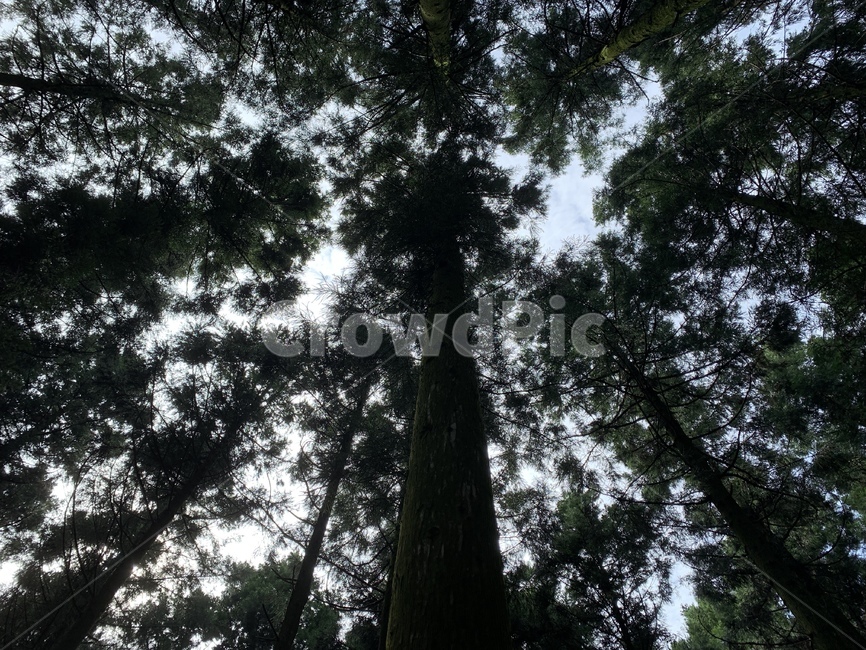 사려니숲,제주도,숲,휴식,나무