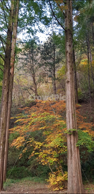 가을,단풍,노랑,갈색,브라운,오색단풍,나무가지,자연,풍경,나무껍데기,흙,땅,계절,나무줄기,나무,plant,식물,treetrunk,tree,낙엽