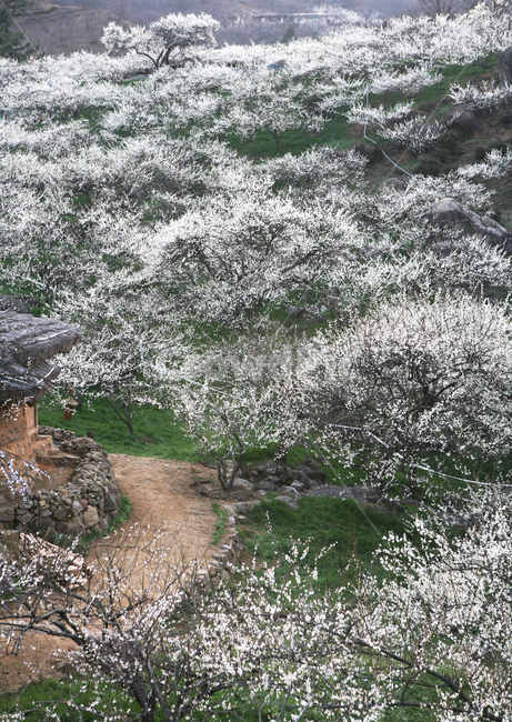 매화마을,매화꽃,매화,매실,흰색꽃,과일나무,plum,flower,blossom,plumblossom,축제