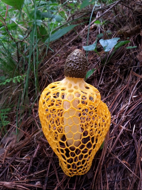 노랑망태버섯,망태버섯,버섯,자연산버섯,야생버섯,식물,자연,plants,nature,버섯,mushroom