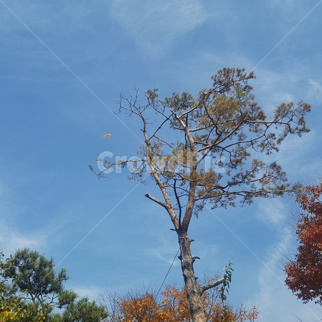 가을,단풍나무,단풍잎,하늘,맑은하늘,나무,fall,색감,색채