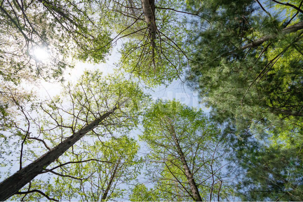 나무,햇살,하늘,푸르름,자연,tree,sun,sky,자연,풍경,nature,landscape,식물,plants,나무,trees,wood,휴식,힐링,rest,relaxation,healing,plant,tree trunk,나무 줄기