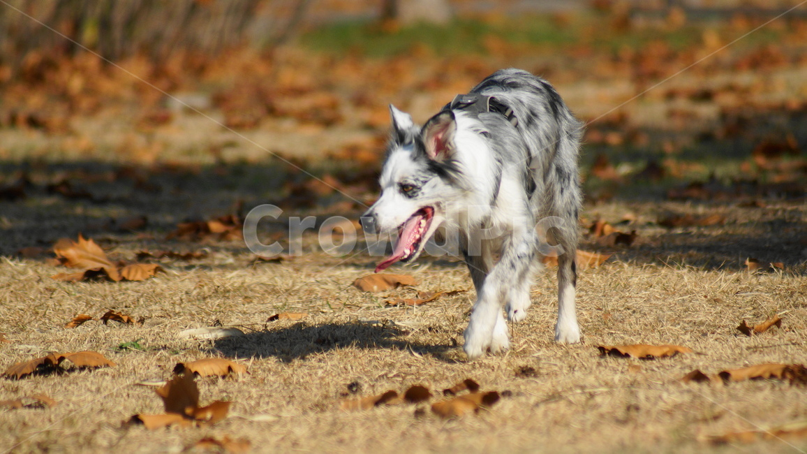 대형견,보더콜리,강아지,낙엽,가을,애완견,반려견,동물,animal,포유류,mammal,개,강아지,dog,doggy