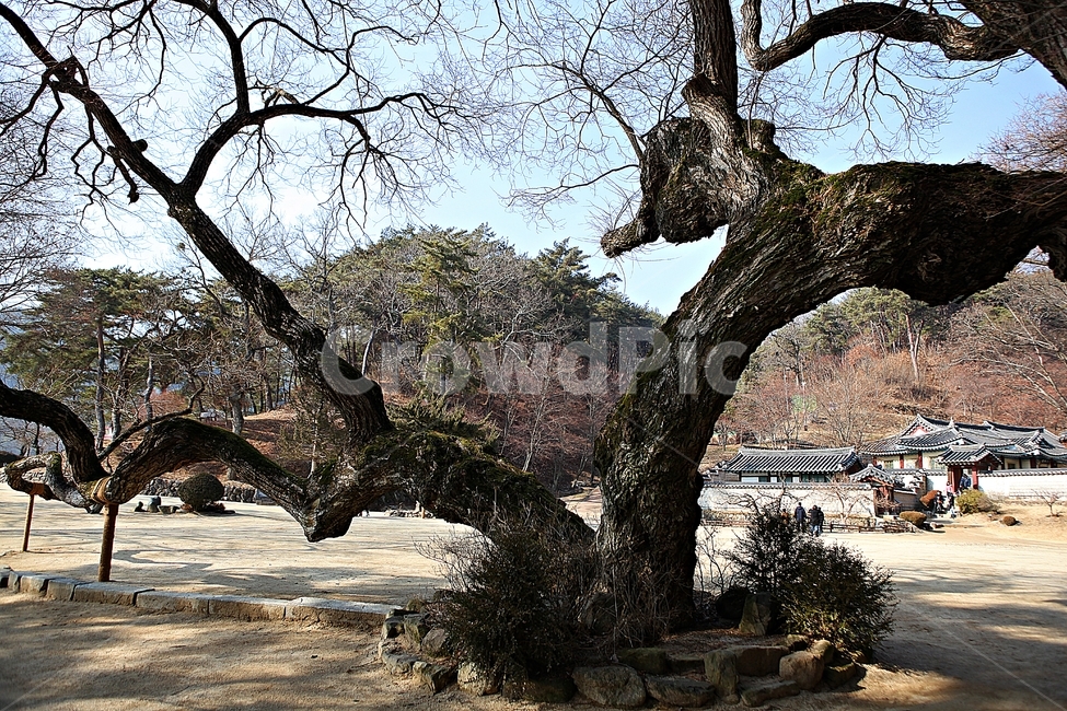 도산서원,한옥,한옥집,집,기와집,전통집,자연,풍경,겨울,한국전통,한국문화,korean traditional,korean culture,건축물,건물외관,exterior,building,structure,architecture,construction