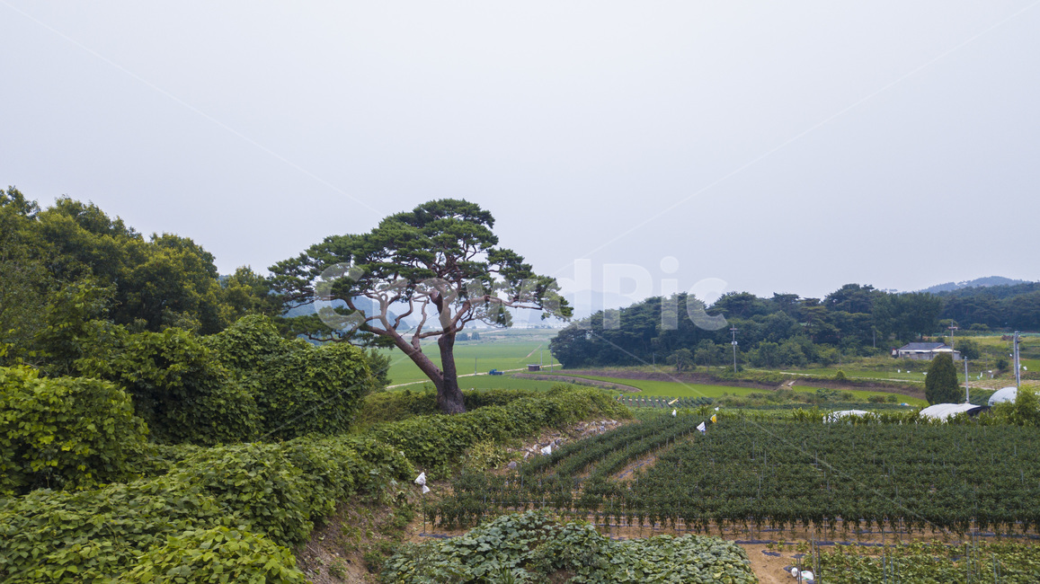 자연,풍경,소나무,밭,구름,하늘,산맥,산