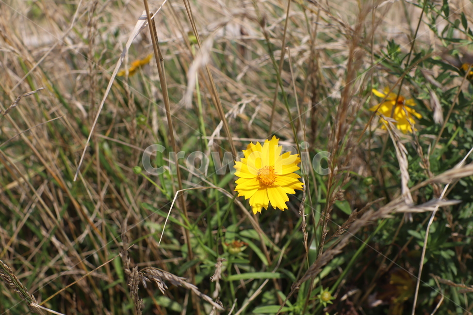 꽃,노란꽃,노랑,노랑색,여름꽃,flower,yellow,한송이,갈대,갈대밭,풀,풀밭,summer,여름,꽃밭,맑은,고독,고독한,하나,1,확대,접사,자연,자연물,nature