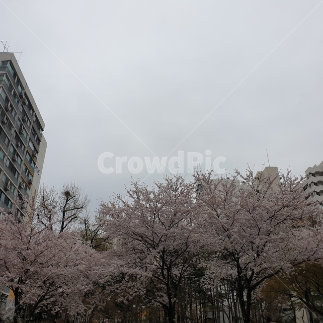 벚꽃,봄,나무,벚꽃나무,흐림