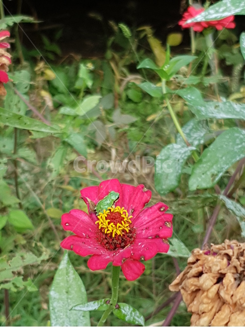 청개구리,개구리,백일홍,꽃,파충류,식물,귀여운,flog,식물,자연,plants,nature,꽃,flower,파충류,양서류,reptile,amphibian