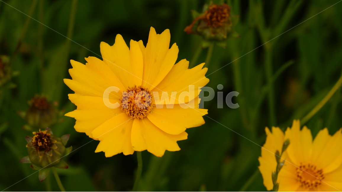 금계국,금계국꽃,꽃,꽃사진,식물,식물,자연,plants,nature,꽃,flower