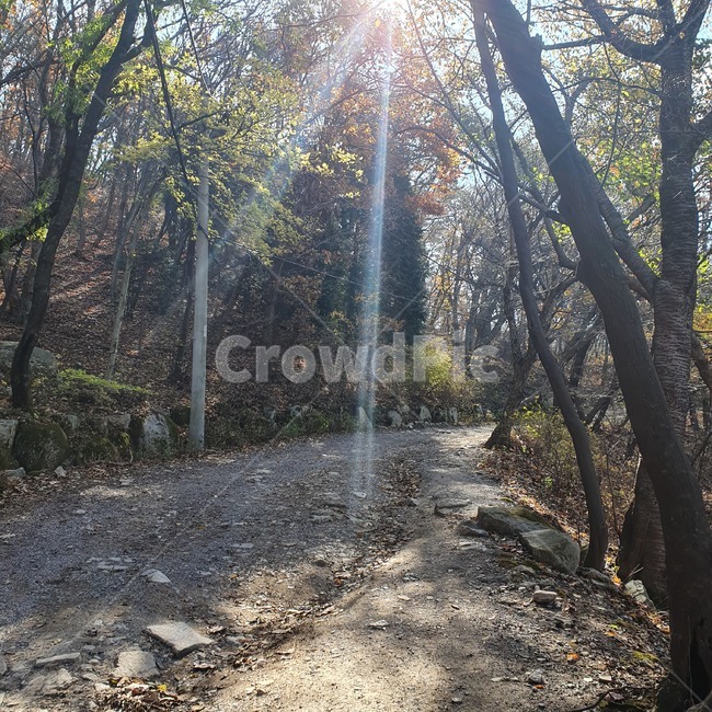 light,빛,flare,플레어,ground,바닥,road,도로,흙길,tree,나무,plant,식물