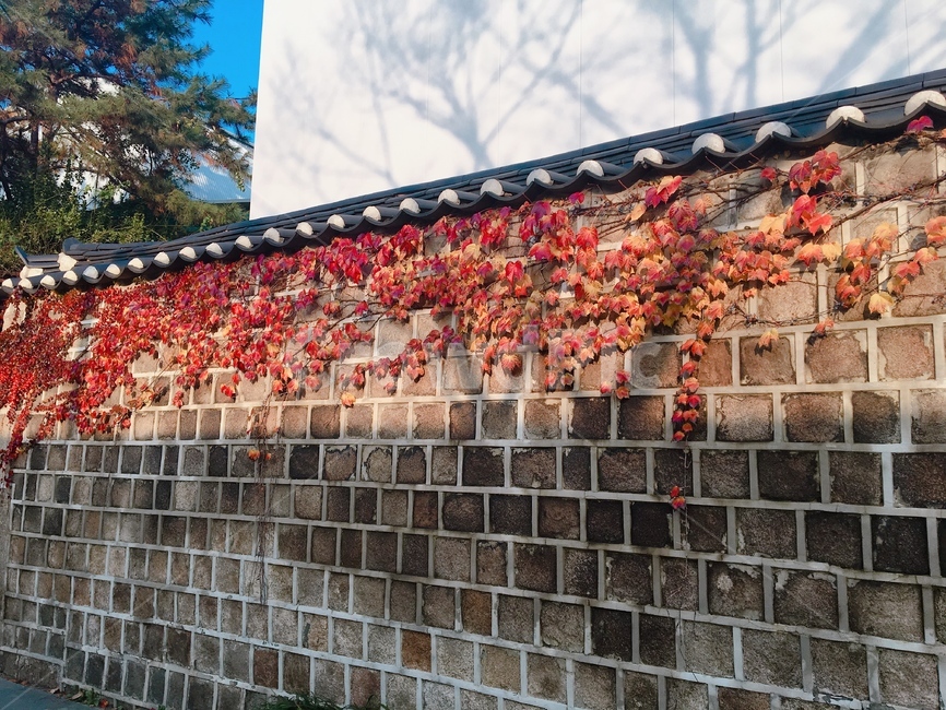 담벼락,가을,낙엽,맑은날,알록달록,가을,계절,fall,autumn,season,건축물,건물외관,exterior,building,structure,architecture,construction,path,통로,walkway,보도,wall,벽,brick,벽돌,sidewalk,pavement,포장,plant,식물