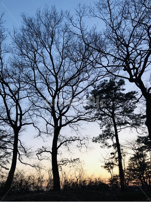 나무,자연,숲,하늘,앙상한가지,겨울나무,석양,자연,풍경,nature,landscape,tree,plant,식물,tree trunk,나무 줄기