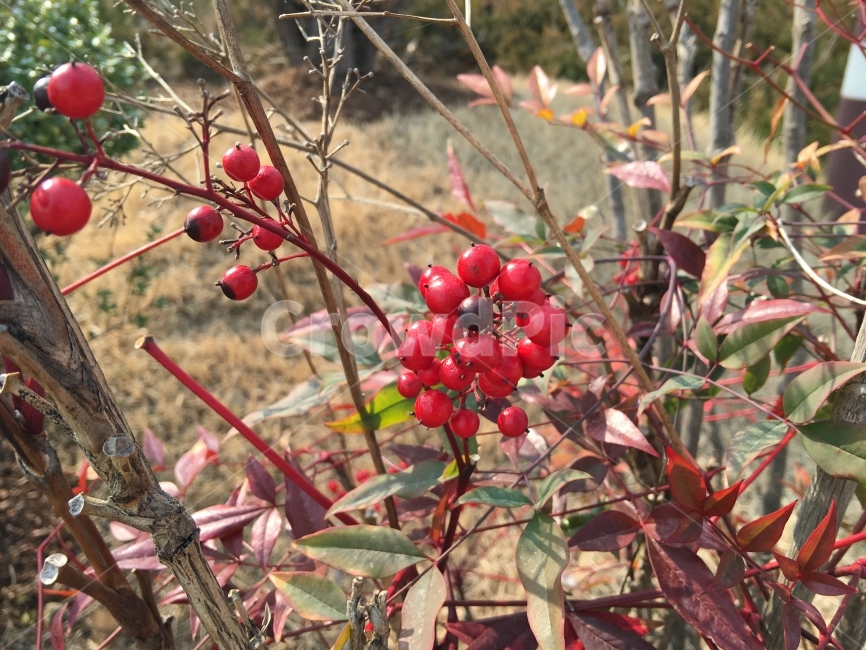Red,Fruit,nature,plant,red fruit,autumn