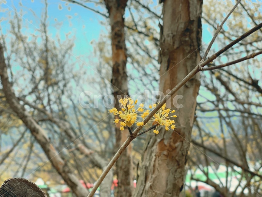 산수유,산수유축제,구례,꽃축제,봄축제