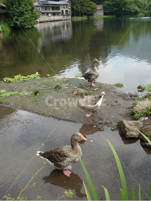 animal,동물,bird,새,waterfowl,물새,duck,오리