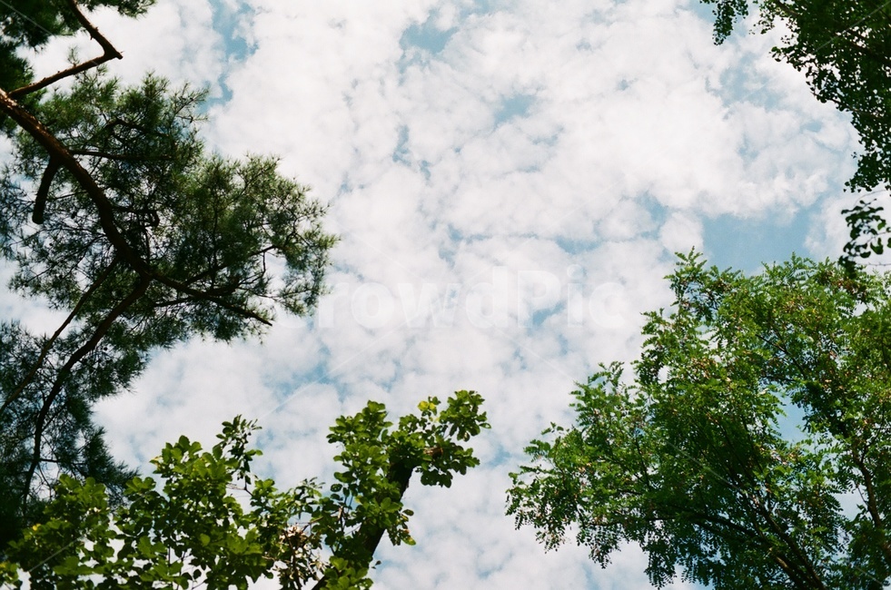 plant,식물,tree,나무,하늘,sky