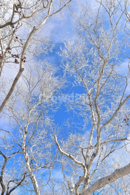 태백산,설경,상고대,눈꽃,풍경,겨울,겨울왕국,서리꽃,눈,천제단,자연,스포츠,등산,산행,nature,snow,설국,겨울풍경,느낌,아름다운,신비로운,경이로운,다큐,필,디자인,힐링,명산,국립공원,순백,landscape,winter,season,영산,사스래나무,겨울,계절,winter,season,식물,자연,plants,nature,나무,trees,wood