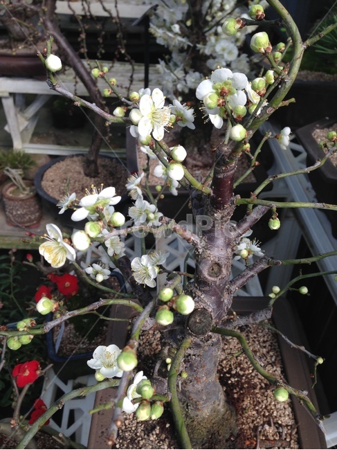 매화,분화,향매화,꽃망울,봄꽃,whiteapricot,꽃,flower,실내용화초,화분,화초,house plant