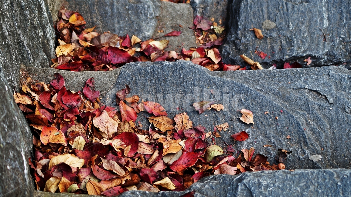 가을,가을풍경,낙엽,가을거리,계단,가을,계절,fall,autumn,season,leaf,잎,plant,식물,ground,바닥,tree,나무