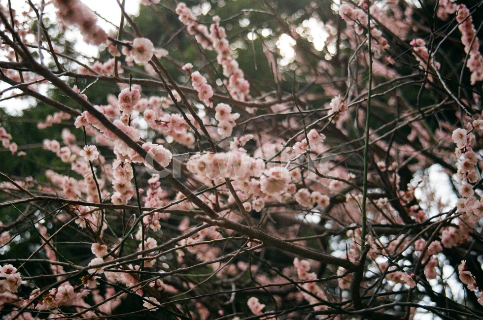 매화,봄,봄꽃,꽃,홍매화,하늘,봄풍경,필름사진,필름