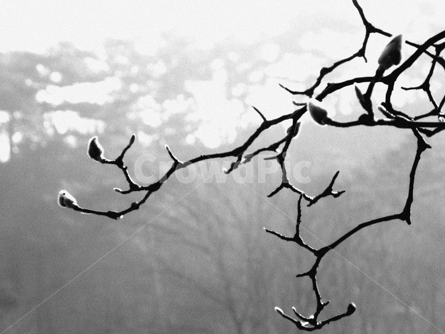 목련,겨울산,목련나무,겨울나무,꽃봉오리,목련겨울나기,흑백,모노톤,monochrome,black and white