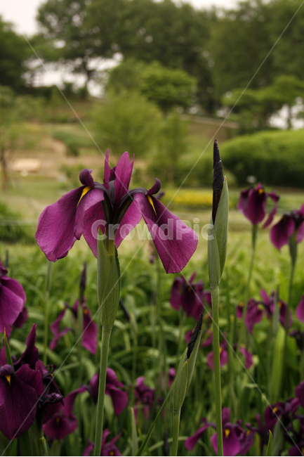 꽃창포,식물,flower,plants,nature,꽃,꽃봉오리,꽃밭,식물,자연,plants,nature,꽃,flower