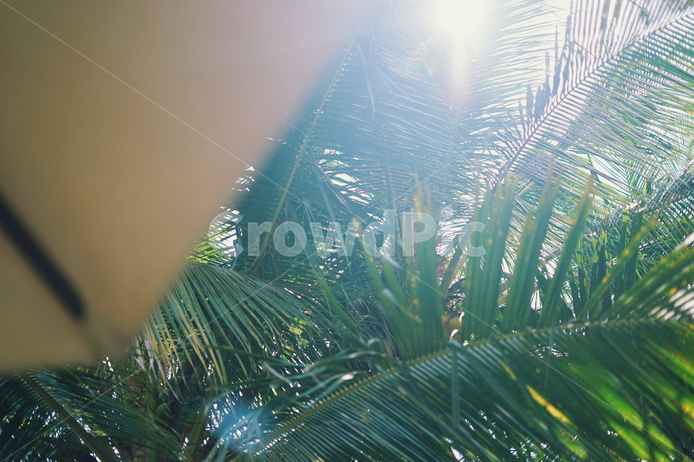 야자수,햇살,palm,palmtree,sunshine,파라솔,parasol,여름,summer,휴가,vacation,동남아,여유,relaxation,relaxed,hot,작열,플레어,flare