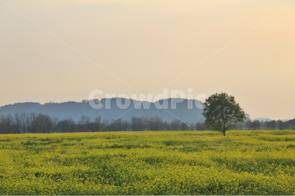 풍경,논산,강경,유채꽃,봄,감성사진,노랑,풍경사진,봄,계절,spring,season,자연,풍경,nature,landscape,field,들,outdoors,옥외,grassland,목초지