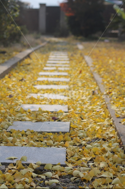 은행나무,은행낙엽,길위낙엽,은행나무낙엽,가을낙엽,가을은행나무,ginkgo,ginkgoleaves,fallenleaves,ginkofallenleaves,은행잎