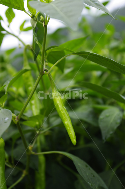 식물,plant,고추,잎,열매,밭,식물,자연,plants,nature,과일,열매,fruit