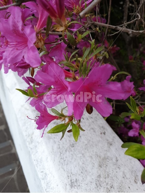 꽃,식물,flower,감성,따뜻함,계절,자연