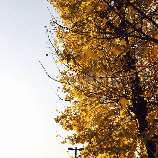 가을,나무,은행나무,노란,노랑,가을,계절,fall,autumn,season,식물,자연,plants,nature,나무,trees,wood,tree,plant