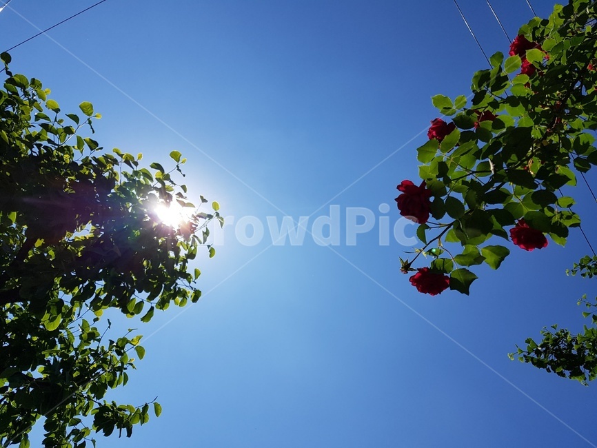 자연,힐링,하늘,sky,plant,tree,나무,햇빛,sun,자연,풍경,nature,landscape,light,빛,flare,플레어