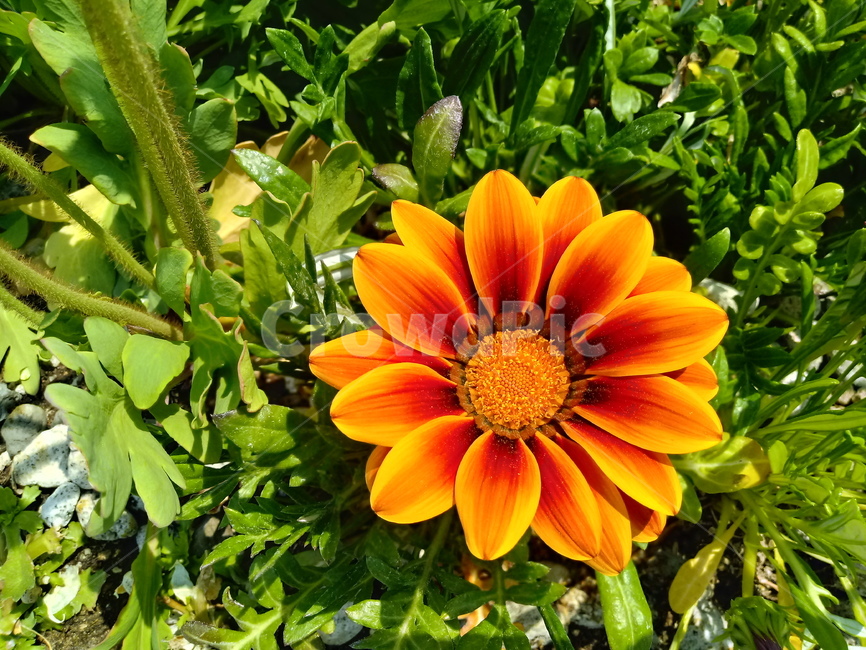 가자니아,gazania,국화과,꽃,식물,보물꽃