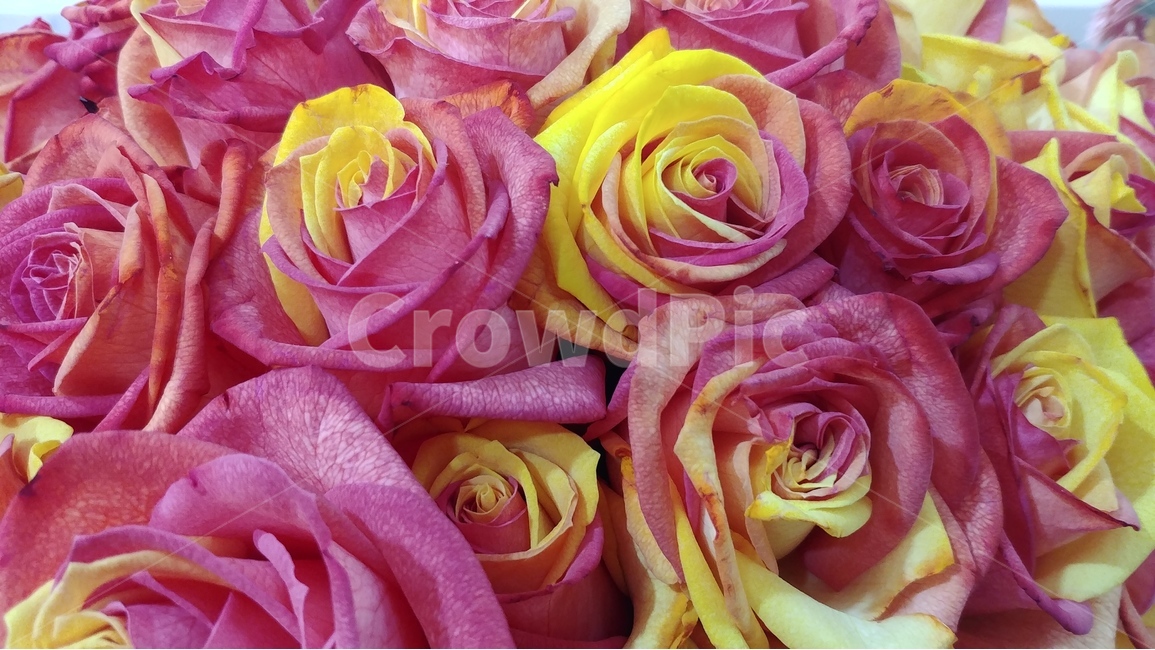 꽃,flower,rose,장미,장미꽃,샘페인핑크,여름,여름꽃,6월의꽃,6월,핑크,pink,flowers,식물,plants,식물,자연,plants,nature,꽃,flower