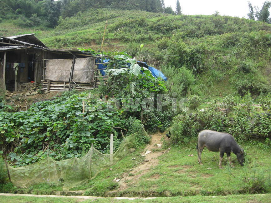 동남아,물소,산맥,자연,nature,buffalo,mountain,논,밭,outdoors,옥외