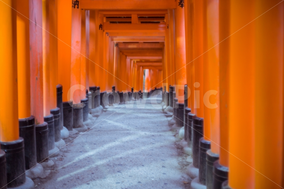 붉은,길,외로움,미래,나아가다,고독함,기둥,신사,소원,바램,일본,교토,red,way,road,lonely,future,shrine,hope,japan,kyoto,해외,외국,세계,foreign,oversea,world,종교,신앙,religion,belief,faith,색깔,색상,색채,색감,color sense,color sensitivity,feeling of color