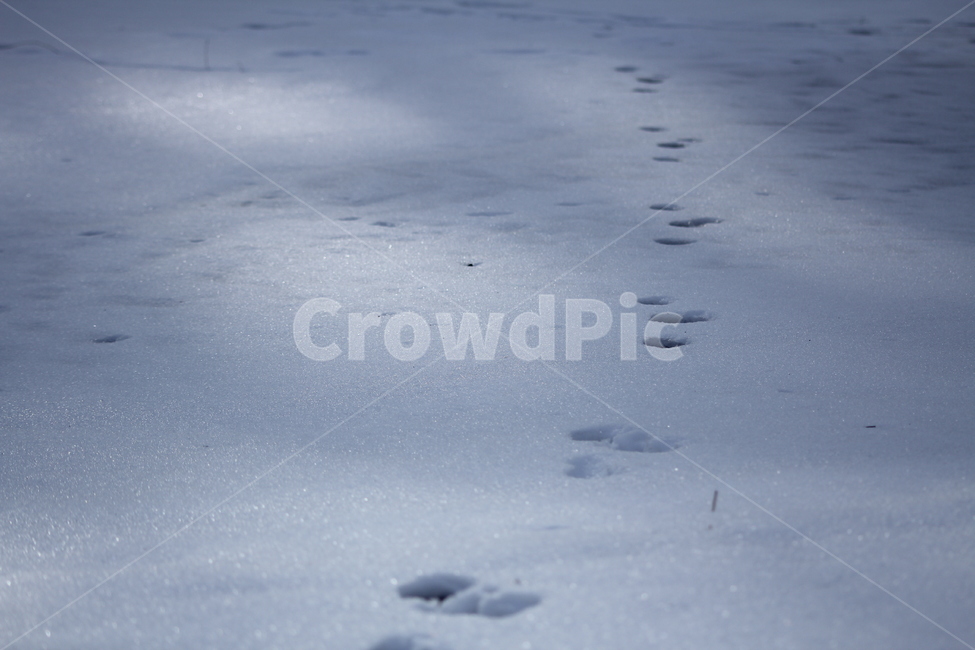 설경,눈발자국,발자국,눈,snow,겨울,계절,winter,season,자연,풍경,nature,landscape,footprint